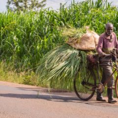 Kenyan Farmers Pivot to Cryptocurrency as Popularity of Community Currencies Grows
