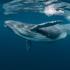 As Bitcoin’s Price Spikes Pods of BTC Whales Begin to Shrink in Size