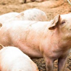 US Authorities Warn of ‘Pig Butchering’ Crypto Scam Becoming Alarmingly Popular