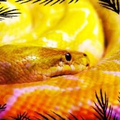 Retry your Python code until it fails