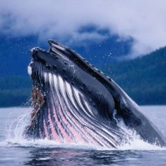 The 65 Percent Price Dip Has Made ‘Bitcoin Whales’ A lot More BTC