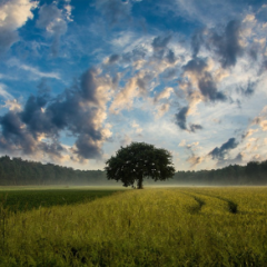 Making cloud-native computing universal and sustainable