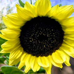 Ansible guide, Raspberry Pi, Node.js, Python, the Linux desktop, and more