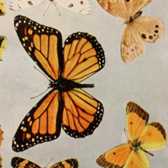 Bash guide, Linux terminal tricks, DevOps mistakes, Python, awk, NASA, and more