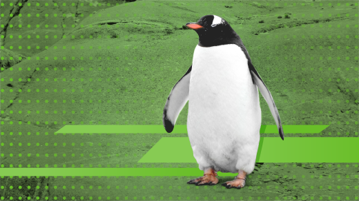 Penguin walking, green background