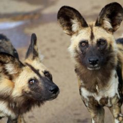 With Bitcoin Cash, A Namibian Conservationist Hopes To Save Endangered African Wild Dog