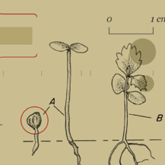 NetLogo for scientific research: Modeling