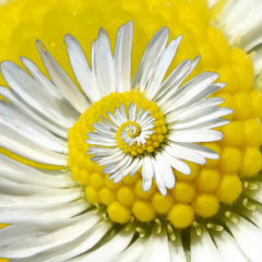 The state of Linux graphic design tools in 2019