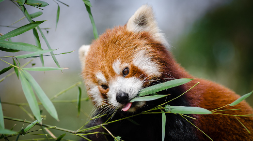Munch on open data with Python and Pandas