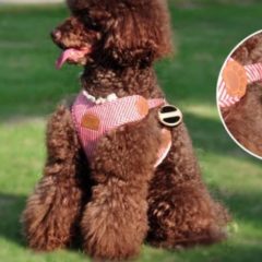 600,000 GPS trackers for people and pets are using 123456 as a password