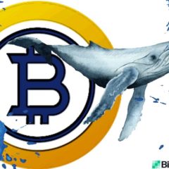 Bitcoin Gold Whale Allegedly Controls Half the BTG Supply