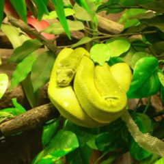 How to package Python applications for Linux
