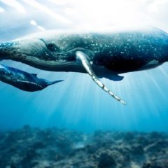 Whale Watch: 68 New Whales Join ETH Network, BTC Holds Lowest Concentration of Whales