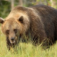Wall Street “Perma Bear” Predicts Stock Market Crash: Says Bitcoin Cannot Be Ignored as He Touts Gold