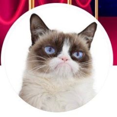 “Grumpy Cat” is Long Gone But Her Copyright Lives On in Court
