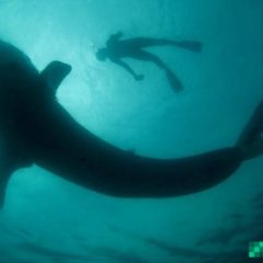Old School Bitcoin Whales Are Moving: This Week a Single Entity Transferred 10,000 BTC Acquired in 2013