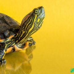 Another Binance Smart Chain Project Turtledex Rug Pulls With Tokens Worth $2.5M Confirmed Stolen