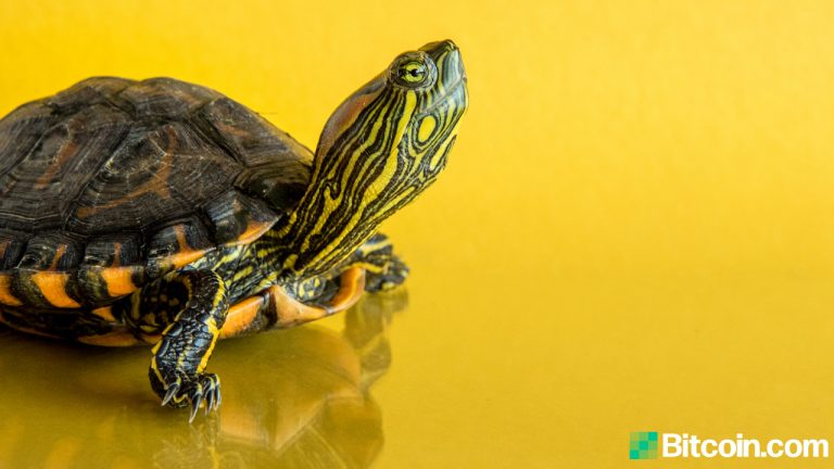 Another Binance Smart Chain Project Turtledex Rug Pulls With Tokens Worth $2.5M Confirmed Stolen