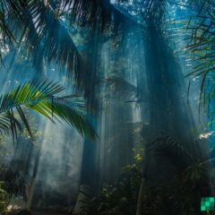 Welcome to the Juungle: A Bitcoin Cash NFT Market That Allows Anyone Buy and Sell Unique SLP Collectibles