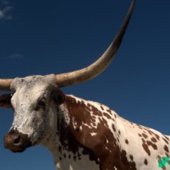 Texas Bitcoin Mining Swells- Riot Purchases Mining Site for $650M, Blockcap Establishes HQ in Austin