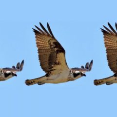 Osprey Polkadot Trust Arrives as Institutional Interest in Altcoins Swells