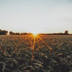 New open source agriculture project, Stack Overflow survey, and celebrate open source maintainers