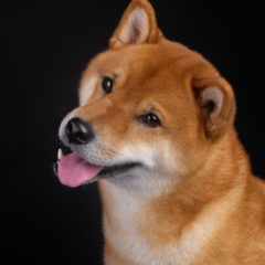 Chainalysis Announces It Will Include Dogecoin Coverage in Its Reports
