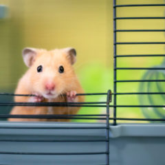 Cryptocurrency-Trading Hamster Outperforms Bitcoin, S&P 500 Since June