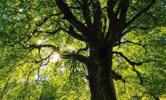 Sunlight coming through the tree branches