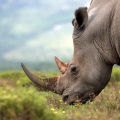Leading African Conservancy to Raise Funds for Rhinos via Auction of Horn NFTs