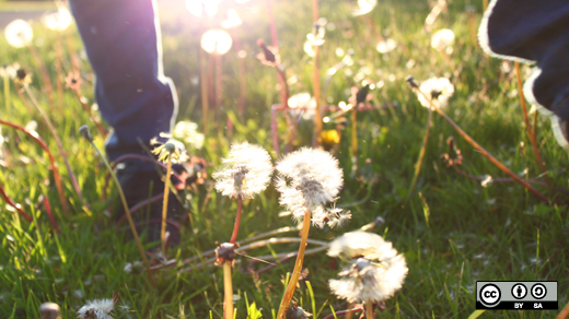 Person in a field of dandelions Person in a field of dandelions