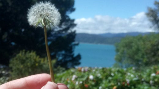 Dandelion held out over water Dandelion held out over water