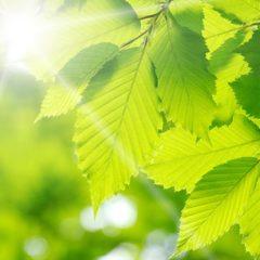 How open source leads the way for sustainable technology