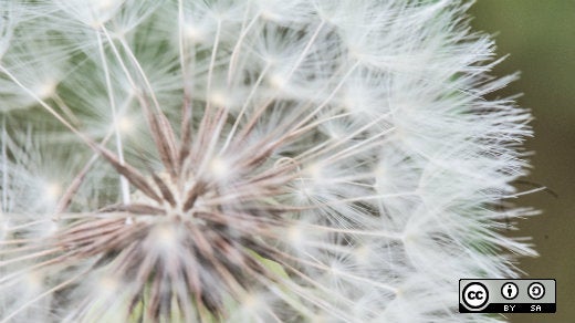 Dandelion zoomed in Dandelion zoomed in