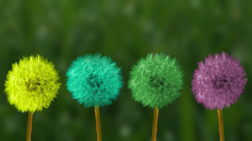 multi-colored dandelions multi-colored dandelions