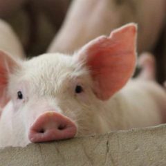 US State Issues Order Freezing Crypto at Exchanges in Pig Butchering Scam Crackdown
