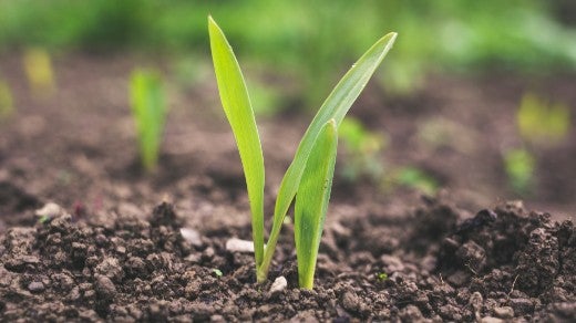 Green sprout grass in dirt soil Green sprout grass in dirt soil
