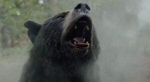 bear
