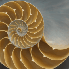 Fibonacci Retracement: A Trader’s Compass in the Bitcoin Market