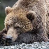 Van Eck: Investors Shed Bitcoin Bracing for a Bearish 2026