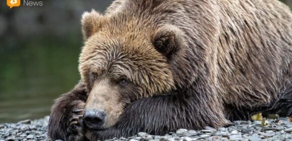 Van Eck: Investors Shed Bitcoin Bracing for a Bearish 2026