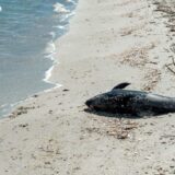 Aqua Wallet Suspends Dolphin Card Program After Provider Issue