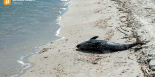 Aqua Wallet Suspends Dolphin Card Program After Provider Issue