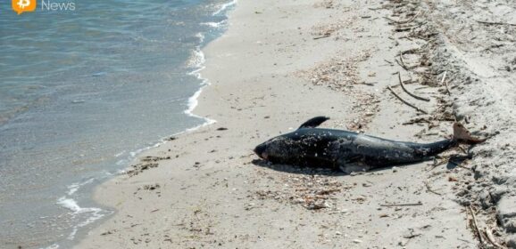 Aqua Wallet Suspends Dolphin Card Program After Provider Issue