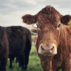 From Pasture to Blockchain: How Tokenized Cows Are Revolutionizing Agricultural Finance in Brazil