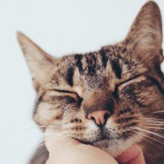 Your Cat’s Unique Vocalization May Mimic the Sound of an Infants Cry