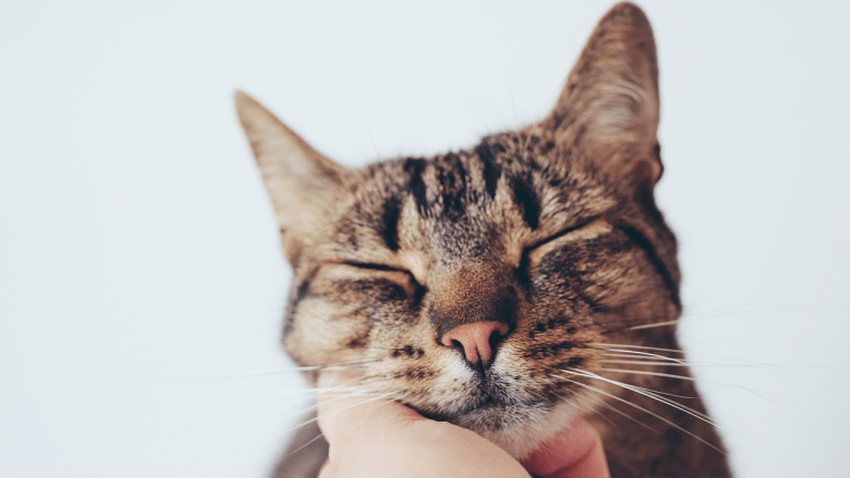 Cat purr