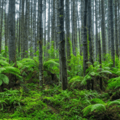 Scientists Stumbled Back Onto a Forest Experiment Abandoned for 30 Years, and the Results Stunned Them